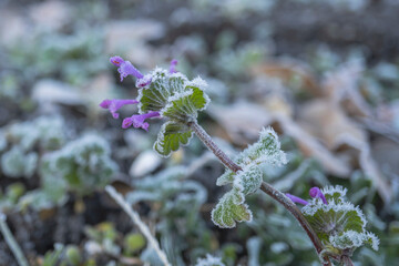 冬に花が咲いたホトケノザ（ Lamium amplexicaule）に降りた霜