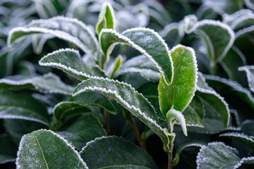 冬にチャノキ（Camellia sinensis）の葉に降りた霜