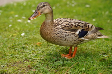 Naklejka na ściany i meble Beautiful Wild duck walking on the mowed lawn.