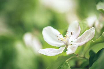 Selective soft focused close up of flowering apple tree branch with white flower on blurred bright green leaves bokeh background. Floral nature spring blossom design, copy space for text overlay. 
