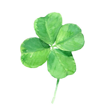 Watercolor hand drawn illustration of four leaf clover isolated. Lucky shamrock for Saint Patrick Day decor. Design for backgrounds, covers, packaging, labels, prints, posters.