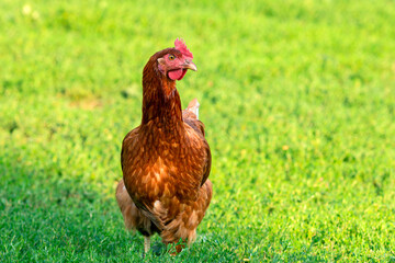 Red chicken close-up on a background of grass.