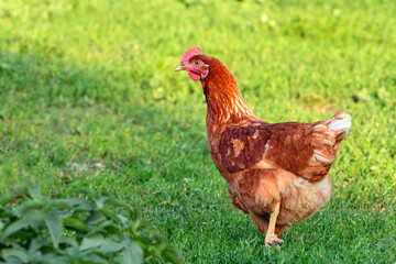 Red chicken close-up on a background of grass.