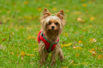 Funny Yorkshire terrier puppy in clothes close-up on a background of grass..