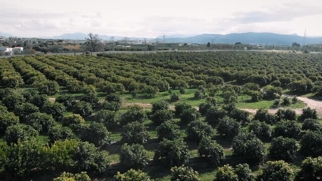 Fruit orchard in Valencia, Spain. Flying over orange green trees growing in rows