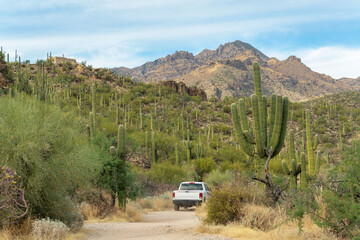 Back view of white truck in the hills of tuscon arizona during offroad drive for park ranger or visitor on trail or path