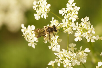 Closeup on a female Broad-faced mining bee, Andrena proxima on the white flower of Anthriscus sylvestris