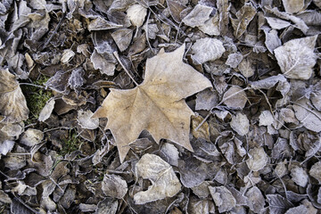 Frozen fallen leaf