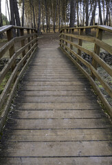 Wooden footbridge in a forest