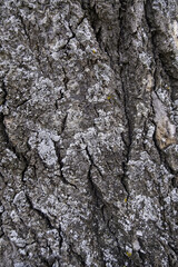 Tree bark background