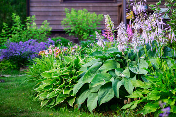 Blooming june or july summer cottage garden. Beautiful view with hosta, day-lily, catnip (nepeta) and wooden house on background - obrazy, fototapety, plakaty