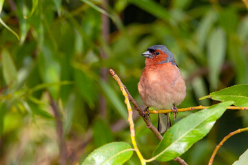 Common chaffinch-Songbird of the finch family.
