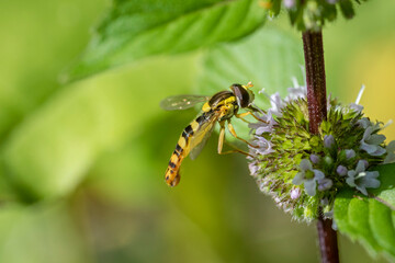 Fly on a flower