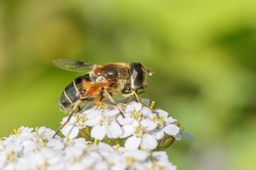 Fly on a flower