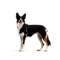 Loyal Companion: Black and White Dog Standing Against White Background Created with Generative AI and Other Techniques