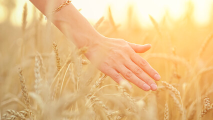 Naklejka premium Woman hand touches ripe wheat spikelets on farm field against sky. Tourist walking on wheat field spends summer vacation in countryside closeup, sunlight