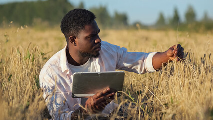 African American agronomist explores ripe wheat plantation at sunset light. Black agriculturist...