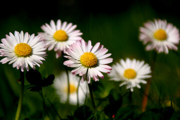 Fototapeta premium gänseblümchen blumenwiese