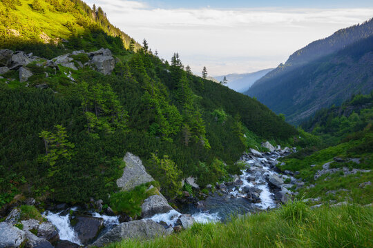 rapid river flows down the valley. mountain landscape with forested hills at sunrise