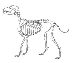 犬の骨格のイラストです。
