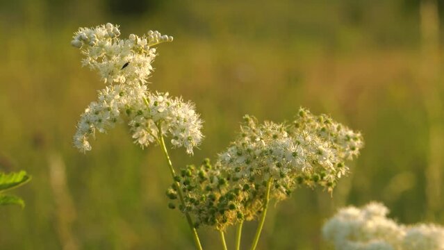 Southern Urals, flowering meadowsweet (Filipendula ulmaria) in the field.
