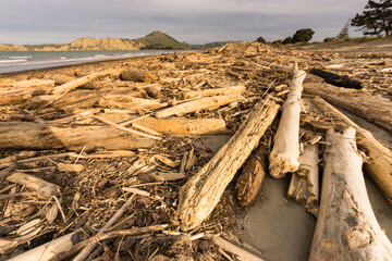 Forestry slash on Tolaga Bay beach, NZ following a storm that washed the slash off the surrounding...
