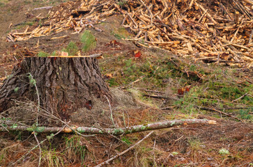 Pine tree stump and forestry slash after harvesting pinus radiata. Slash is a by-product of forestry operations and can cause environmental concerns when it washes into rivers causing flooding.  