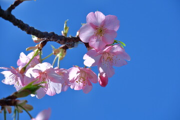 鮮やかなピンク色に咲く