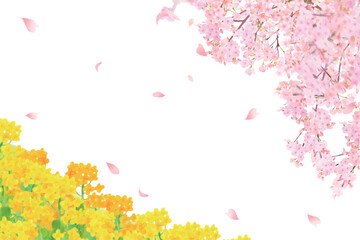 菜の花と美しく華やかな花びら舞い散る春の桜の白バックフレーム背景素材