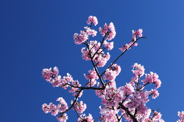 鮮やかなピンク色に咲く