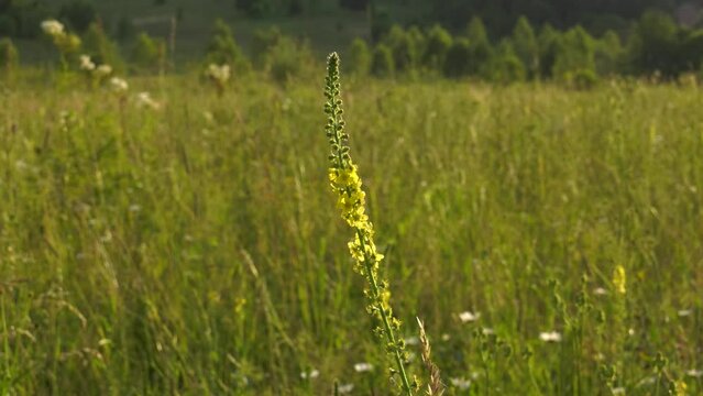 Southern Urals, blooming sticklewort (Agrimonia eupatoria) in the meadow.