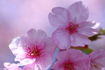 Fototapeta na wymiar 鮮やかなピンク色に咲く