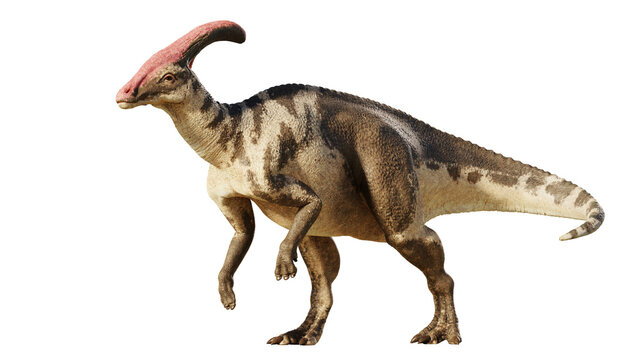 Fototapeta Parasaurolophus, dinosaur from Late Cretaceous,   isolated on transparent background 