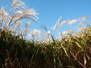 すすきと青空