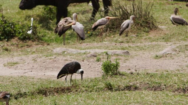 One crane in flock eating in front of others who brushing their feathers sunny. Fascinating picture of birds.