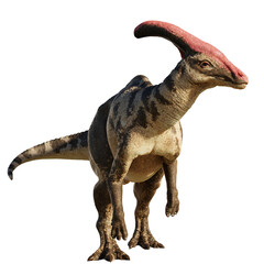 Parasaurolophus, dinosaur from Late Cretaceous, isolated on transparent background © dottedyeti