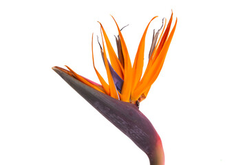 bird of paradise flower isolated