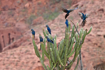 A group of Indigo Macaws (Lear's Macaws) on a cactus