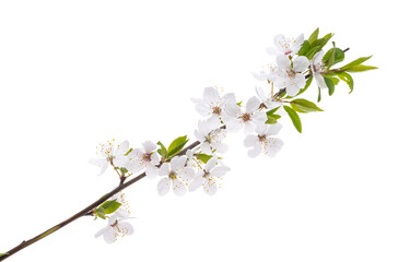 branch with cherry flowers isolated