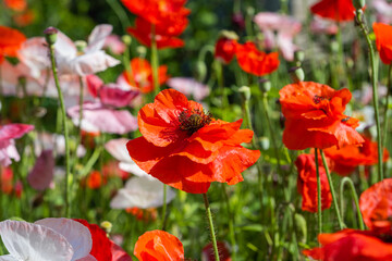 beautiful poppies growing in a flower bed