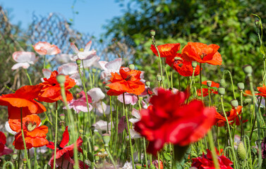 beautiful poppies growing in a flower bed