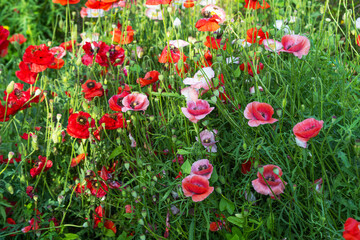 beautiful poppies growing in a flower bed