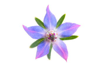 borage herb isolated