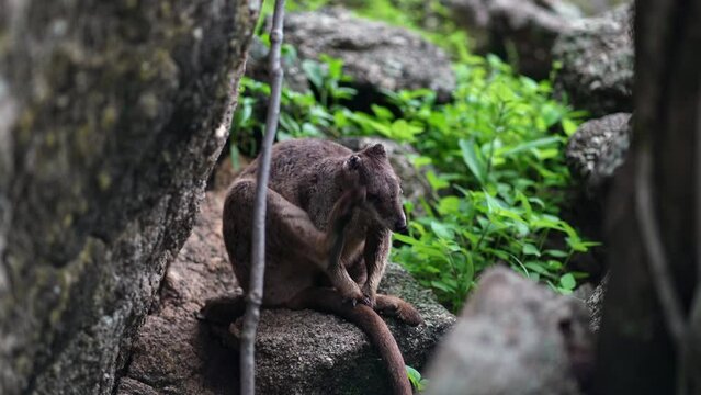 Mareeba rock wallaby with no ears in far North Queensland, Australia.