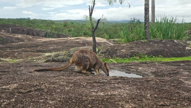Mareeba rock wallaby drinking water from a puddle in a rock