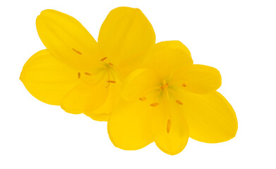 yellow crocus isolated