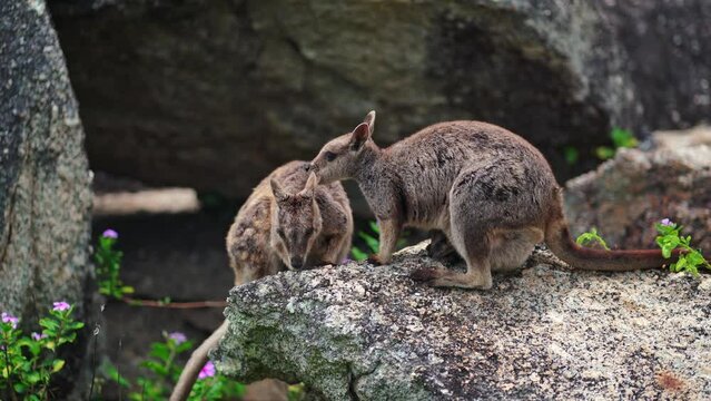 Mareeba rock wallaby and joey eating in far North Queensland, Australia.