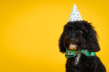 Concept of dog birthday celebrating with cute dog