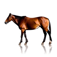 Brown Horse Standing on a White Floor with Reflection on White Background Created with Generative AI and Other Techniques