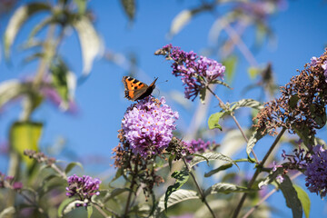 Schmetterling auf der Blüte vom Flieder